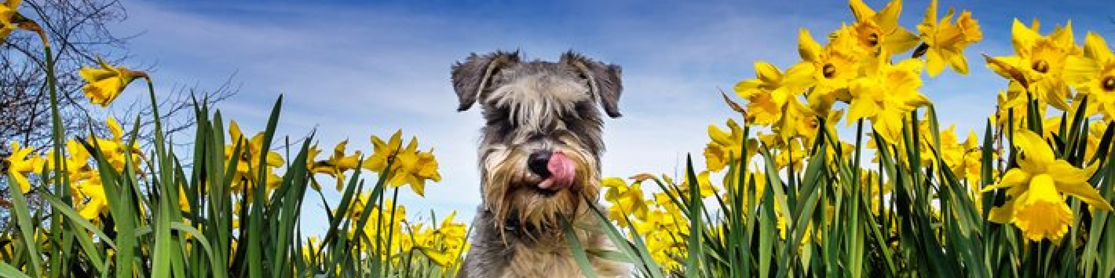 gallery/thumb2-4k-schnauzer-yellow-flowers-cute-animals-pets
